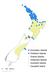 Adiantum hispidulum distribution map based on databased records at AK, CHR & WELT.
 Image: K.Boardman © Landcare Research 2020 CC BY 4.0